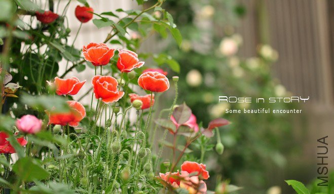 garden2.jpg