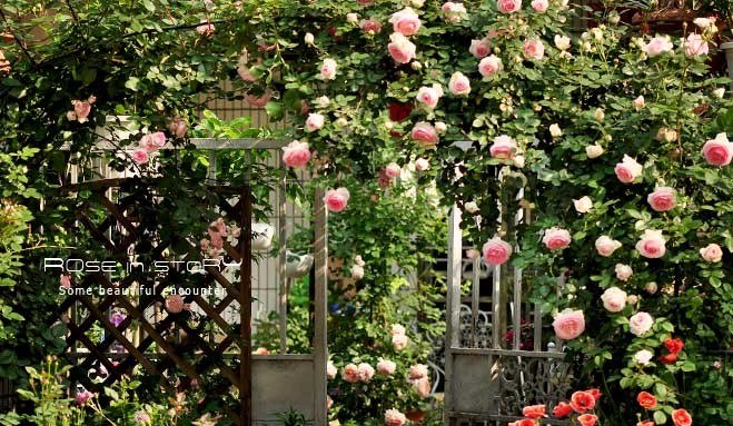 garden3 (2).jpg