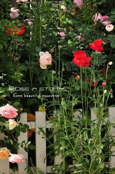 garden3.jpg