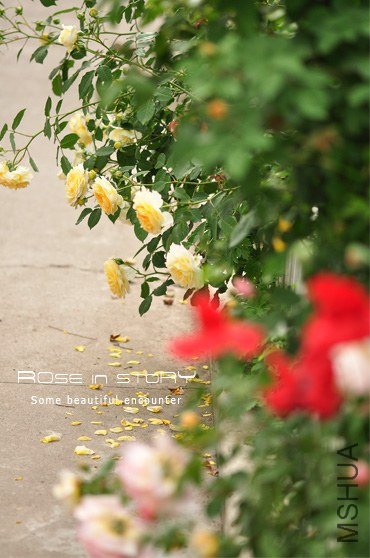garden4.jpg