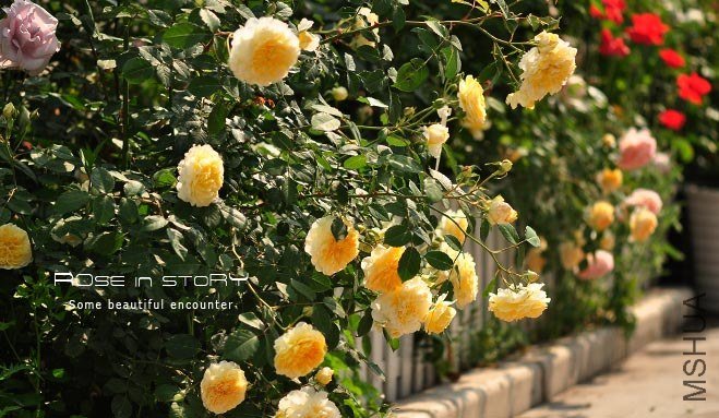 garden4 (2).jpg