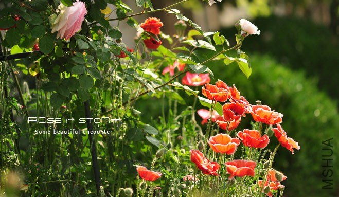 garden5 (2).jpg