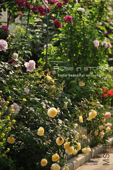 garden6.jpg