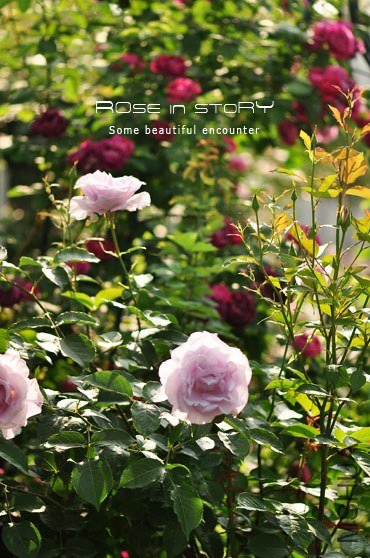 garden7.jpg