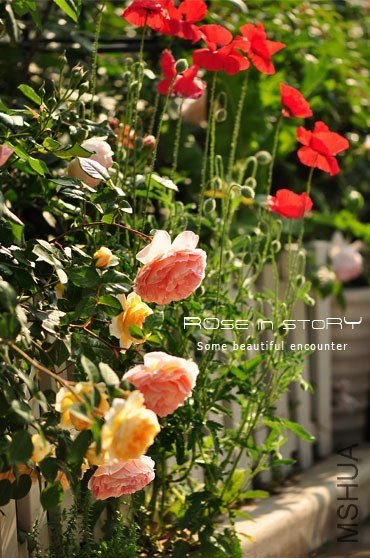 garden8.jpg