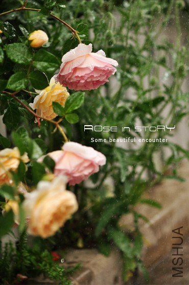 garden9.jpg