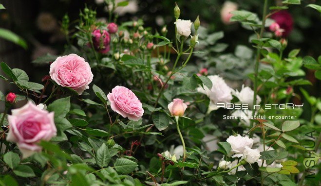 garden10.jpg