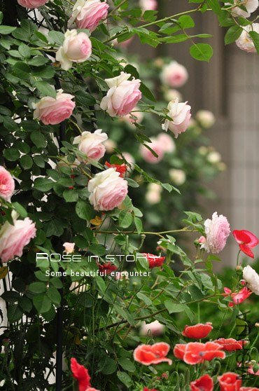 garden13.jpg