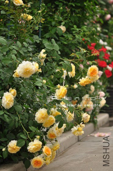 garden14.jpg