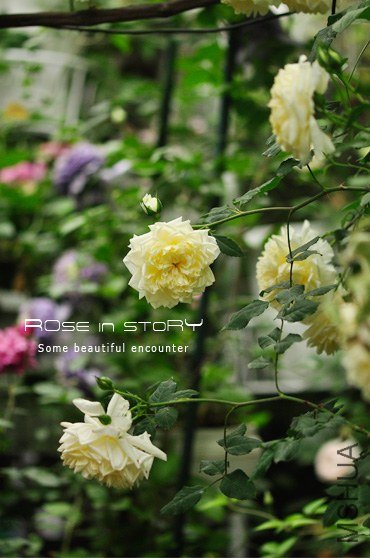 garden16.jpg