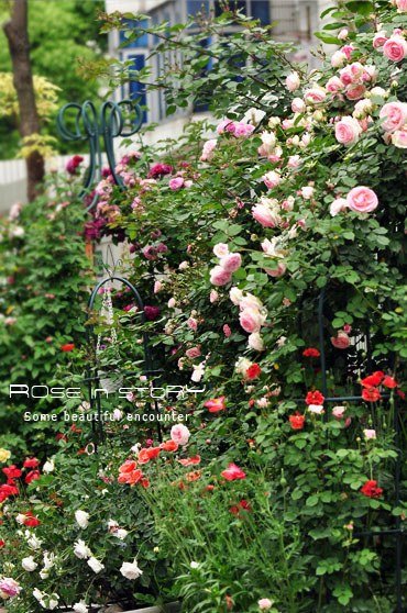 garden18.jpg