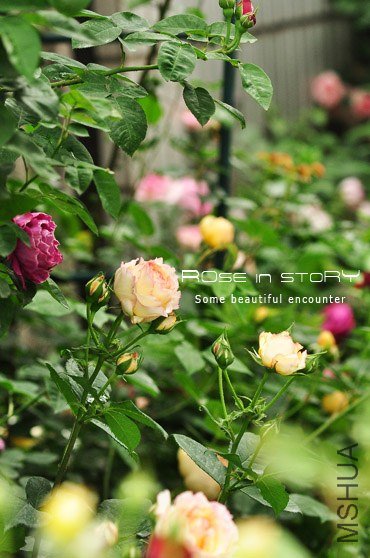 garden19.jpg
