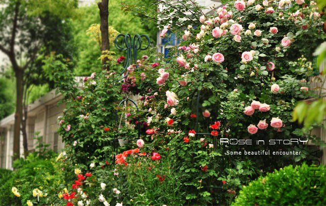 garden20.jpg