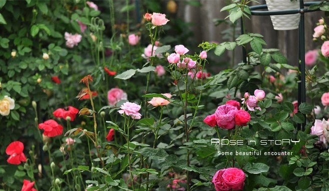 garden21.jpg