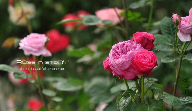 garden22.jpg