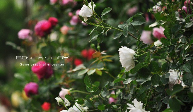 garden23.jpg