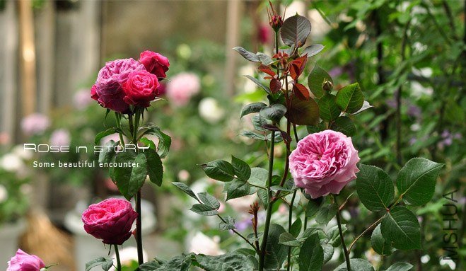 garden26.jpg