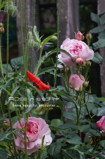 garden28.jpg