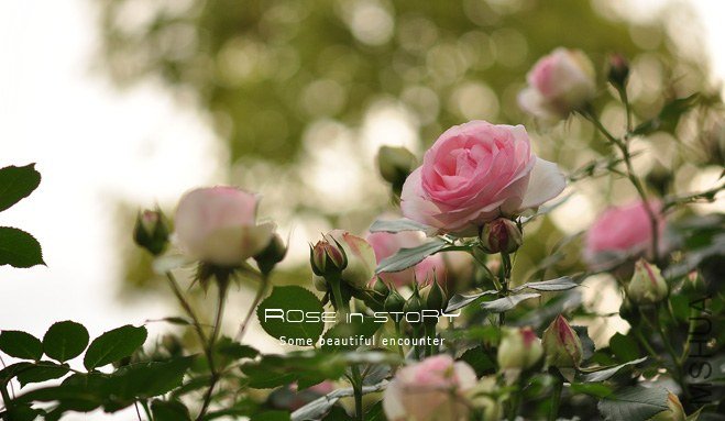 eden rose2 (2).jpg