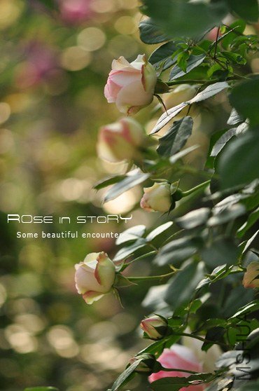 eden rose3.jpg