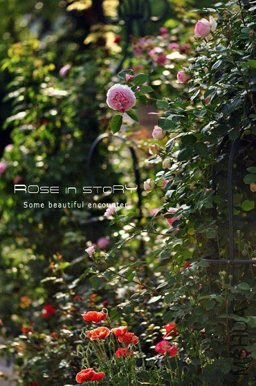 eden rose1.jpg
