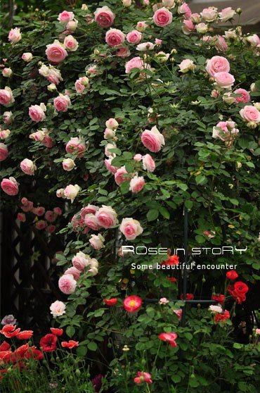 eden rose4.jpg