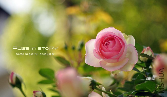 eden rose6.jpg