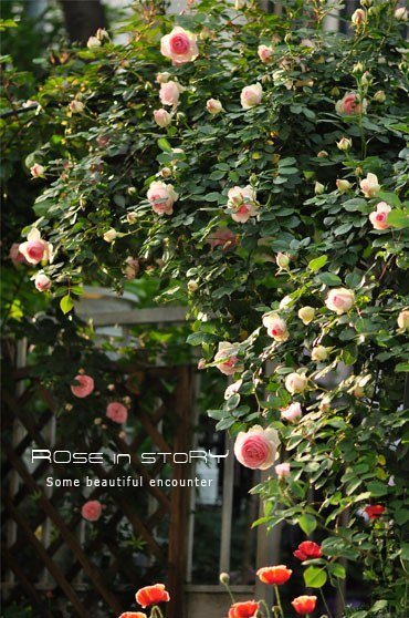 eden rose5.jpg