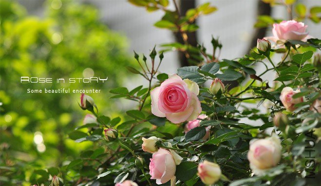 eden rose7.jpg