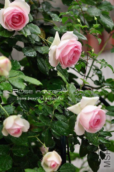 eden rose8 (2).jpg