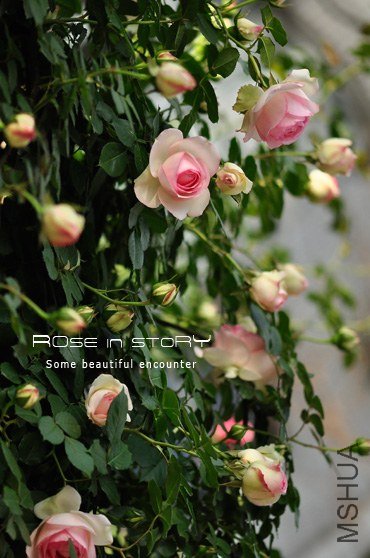 eden rose8.jpg