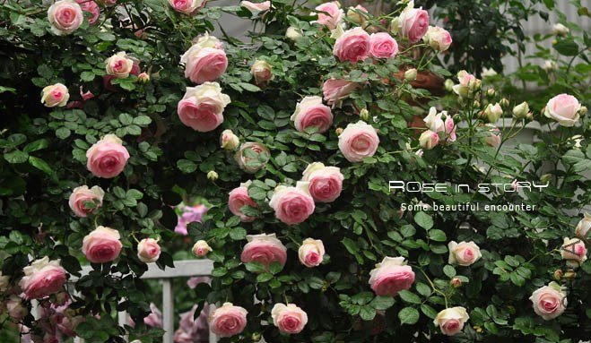 eden rose9 (2).jpg