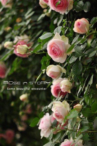 eden rose9.jpg