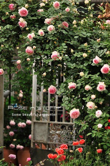eden rose10.jpg
