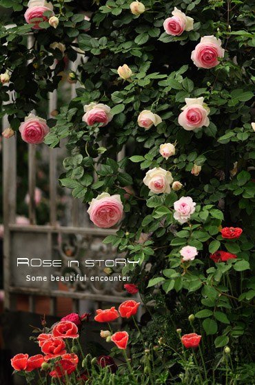 eden rose11.jpg