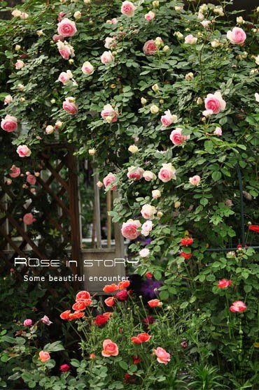 eden rose12.jpg