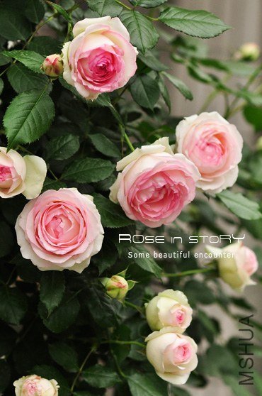 eden rose13.jpg