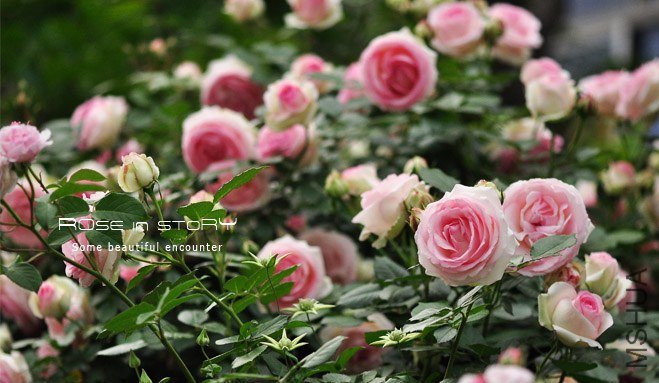eden rose14.jpg