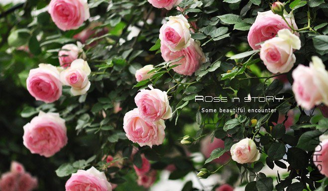 eden rose15.jpg