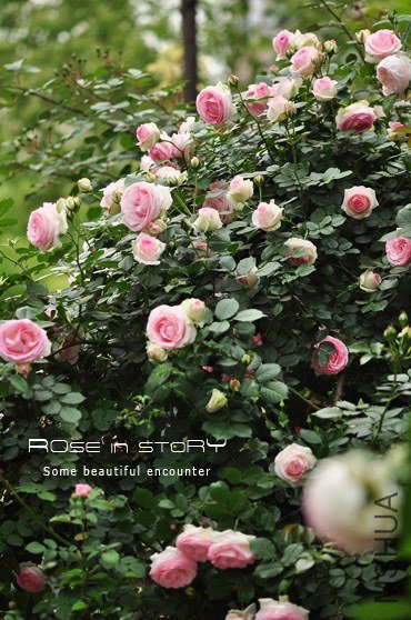 eden rose19.jpg