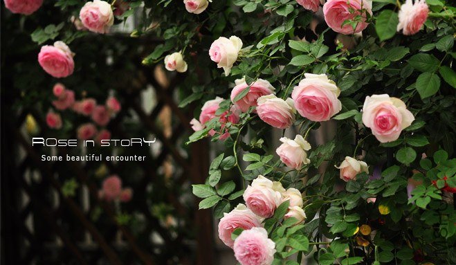 eden rose�߲��Ļ�Ӱ ��������¶�.jpg