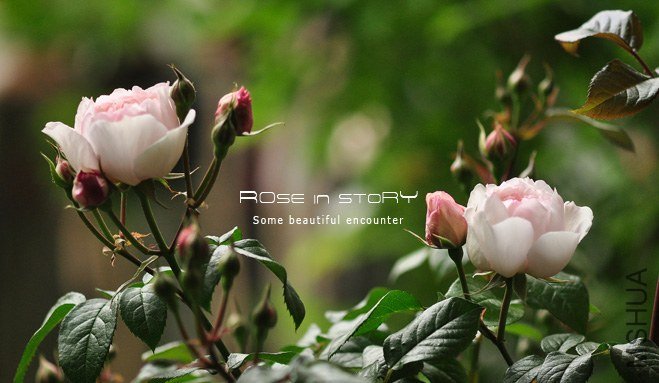 Lady Una ��ǥ�����`��.jpg