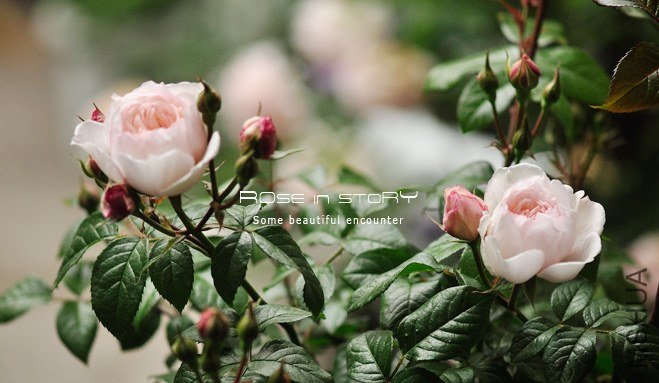 Lady Una ��ǥ�����`��1.jpg