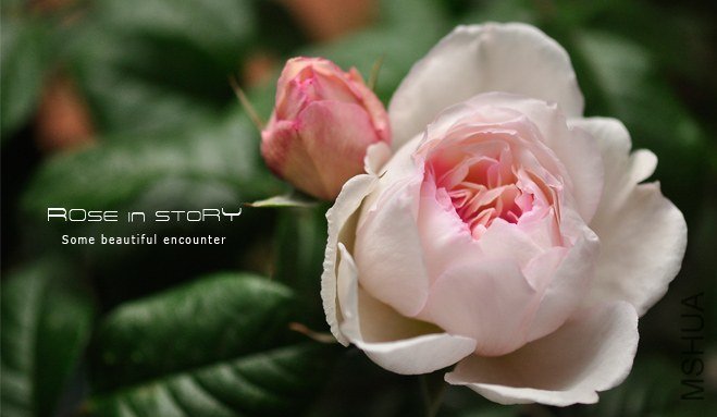 Lady Una ��ǥ�����`��2.jpg