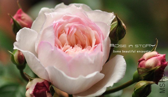 Lady Una ��ǥ�����`��3.jpg