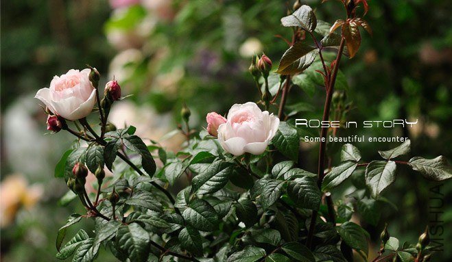 Lady Una ��ǥ�����`��4.jpg