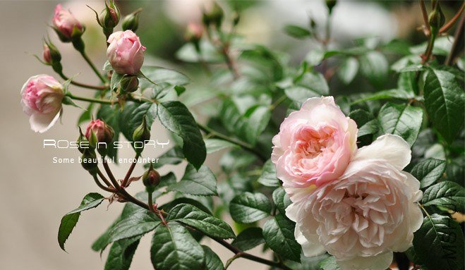 Lady Una ��ǥ�����`��5.jpg