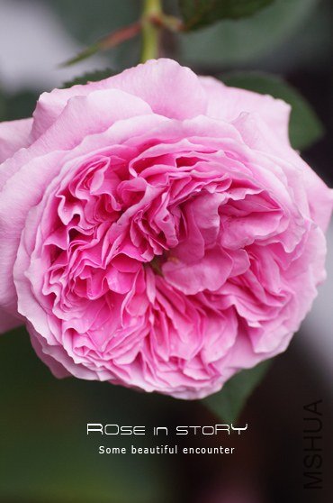 Forbidden Parfum0.jpg