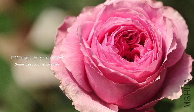 Forbidden Parfum3.jpg