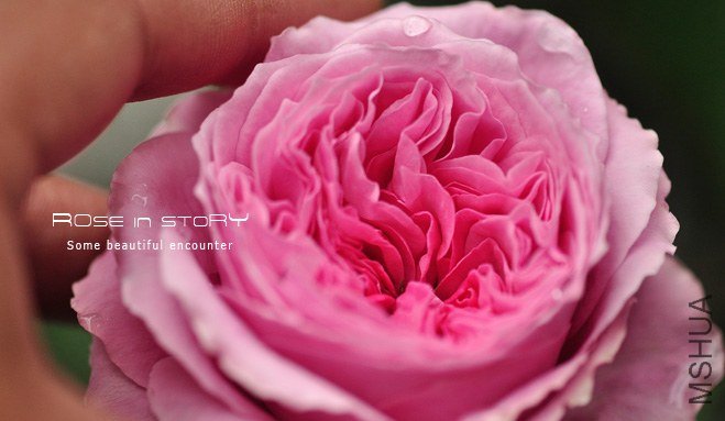 Forbidden Parfum4.jpg